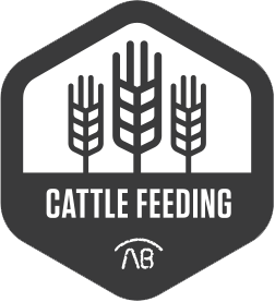 Cattle Feeding